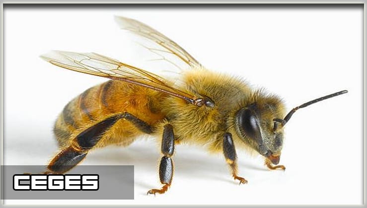 تفسير حلم النحل 