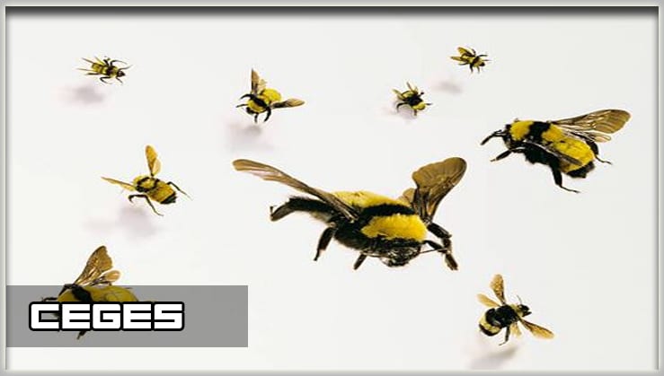 تفسير رؤية النحل