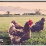 تفسير حلم الدجاج في المنام – رمز رؤية الفراخ في الحلم