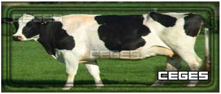 تفسير حلم رؤية البقره في المنام