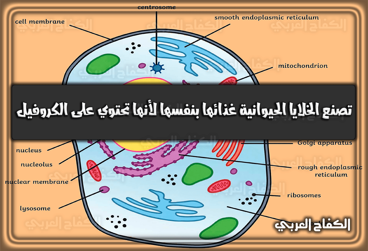 تصنع الخلايا الحيوانية غذائها بنفسها لأنها تحتوي على الكروفيل